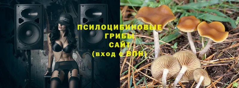 Галлюциногенные грибы Cubensis  цены   блэк спрут маркетплейс  Боровичи 